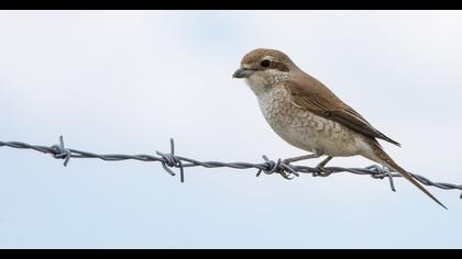 Red-backed Shrike