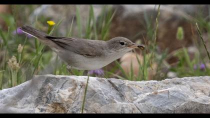 Upcher`s Warbler