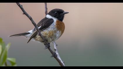 European Stonechat