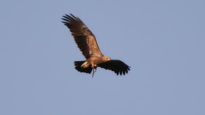 Lesser Spotted Eagle