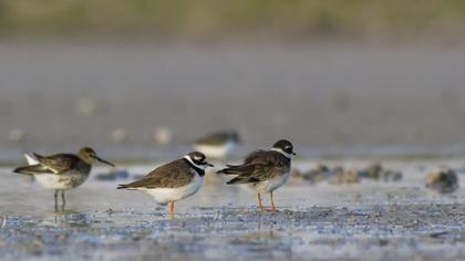 Common Ringed Plover