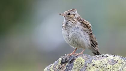 Woodlark