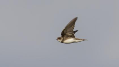 Sand Martin