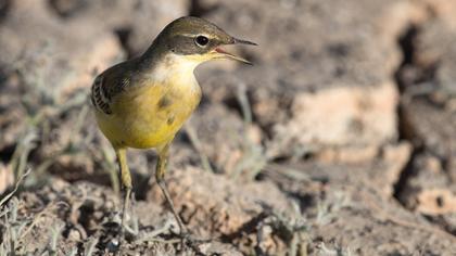 Western Yellow Wagtail
