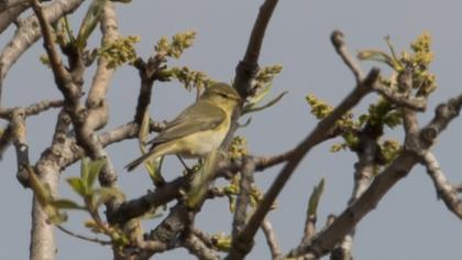 Willow Warbler