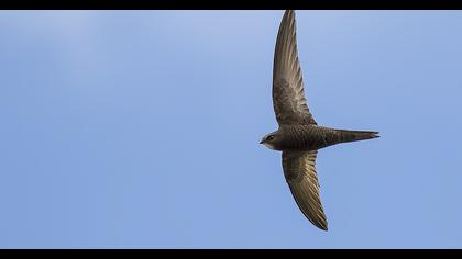 Common Swift