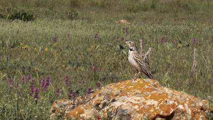 Calandra Lark