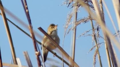 Eurasian Reed Warbler