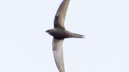 Common Swift