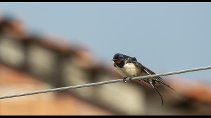 Barn Swallow