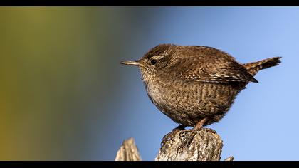Eurasian Wren