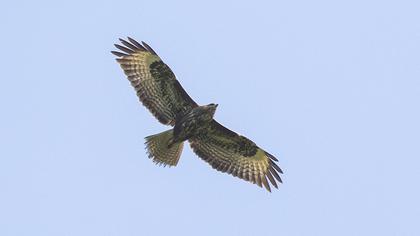Common Buzzard