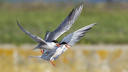 Common Tern