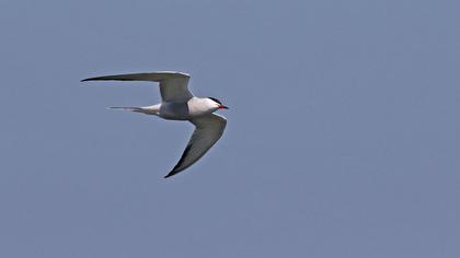 Common Tern