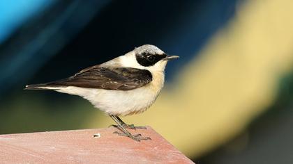 Black-eared Wheatear