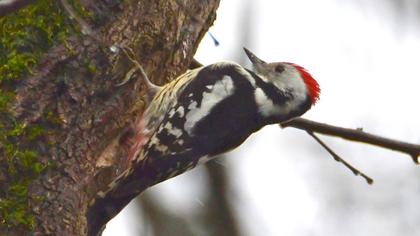 Middle Spotted Woodpecker