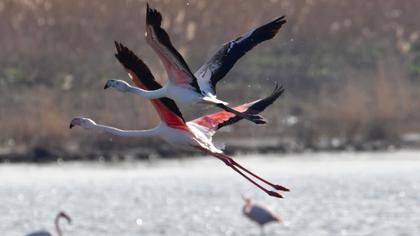 Greater Flamingo