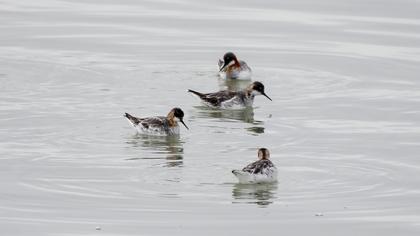 Red-necked Phalarope