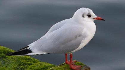 Black-headed Gull