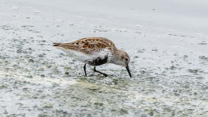 Dunlin