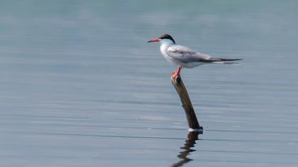 Common Tern