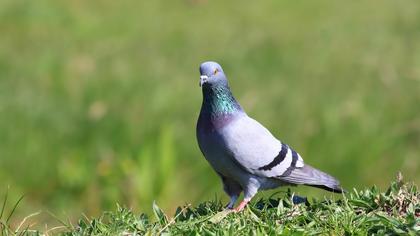 Rock Dove