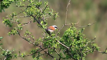 Red-backed Shrike