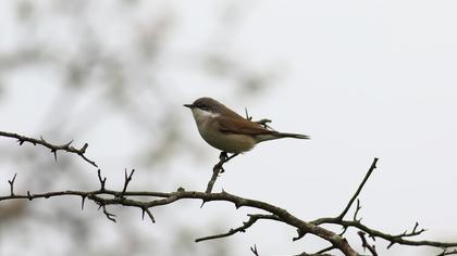 Lesser Whitethroat