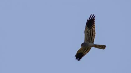 Montagu`s Harrier