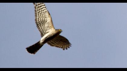 Eurasian Sparrowhawk