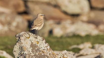 Isabelline Wheatear