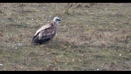 Griffon Vulture