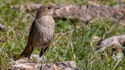 Thrush Nightingale