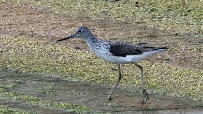 Common Greenshank