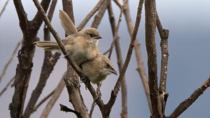 Iraq Babbler