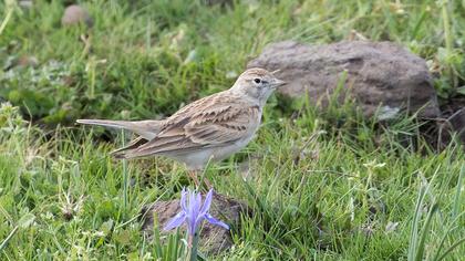 Greater Short-toed Lark
