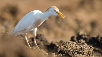 Western Cattle Egret