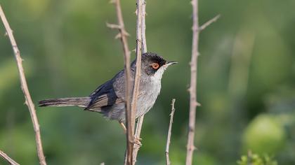 Sardinian Warbler