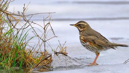 Redwing