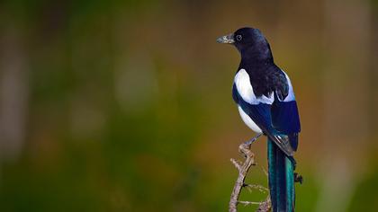 Eurasian Magpie