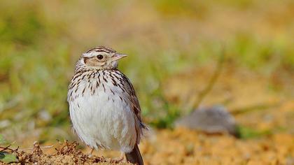 Woodlark