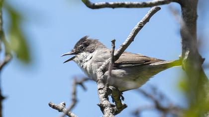 Eastern Orphean Warbler