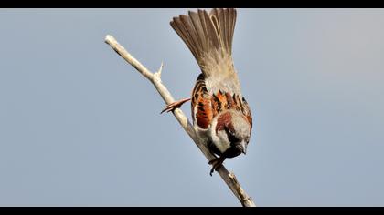 House Sparrow