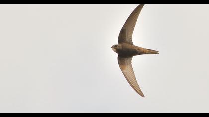 Common Swift