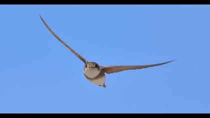 Sand Martin