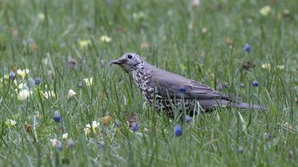 Mistle Thrush
