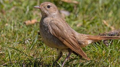 Thrush Nightingale