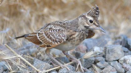 Crested Lark
