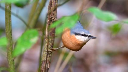 Eurasian Nuthatch