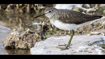 Green Sandpiper